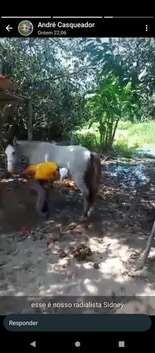 Potro com 4 anos de idade!