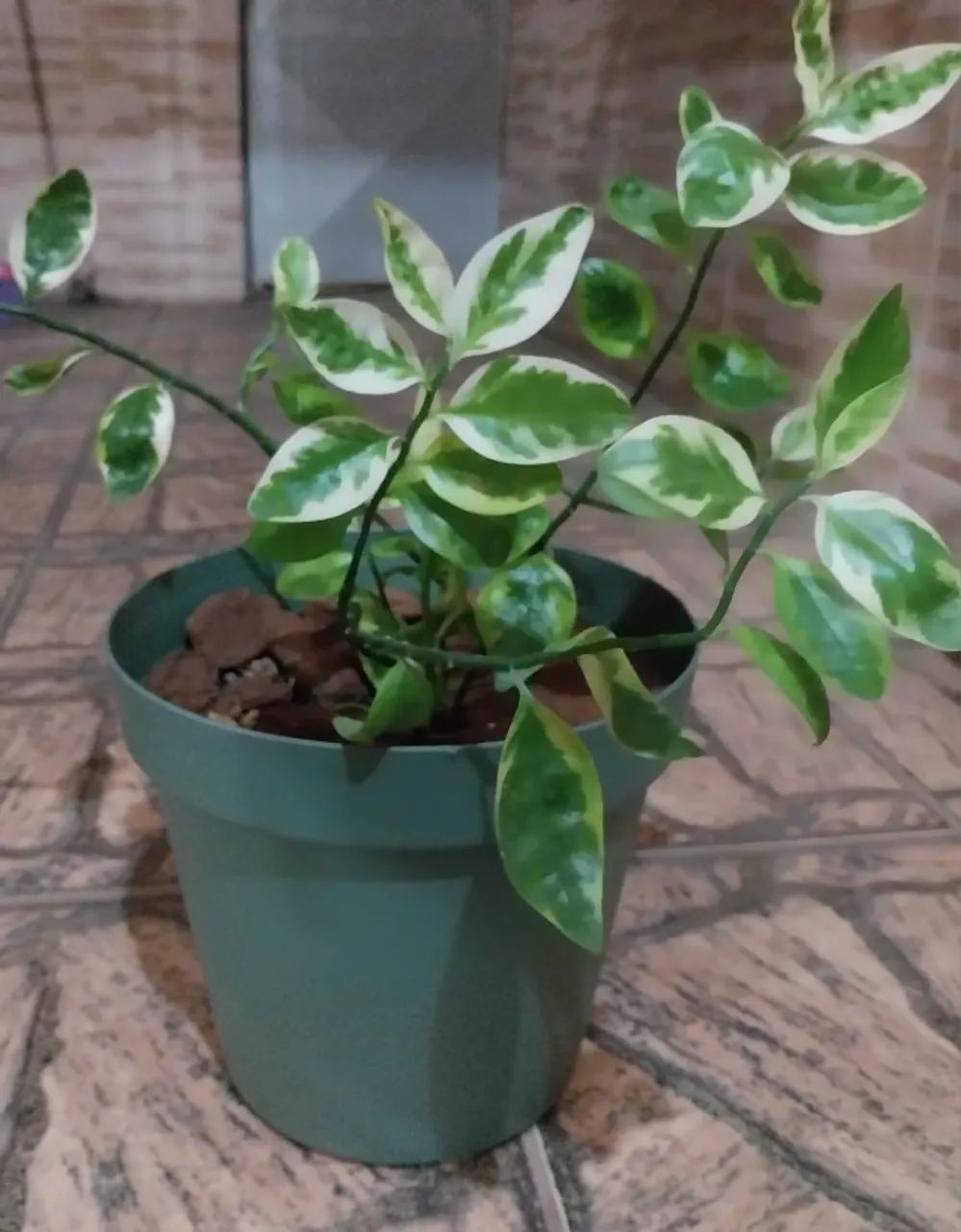 Vaso de Planta + Terra + Planta + Cascalho Artesanal