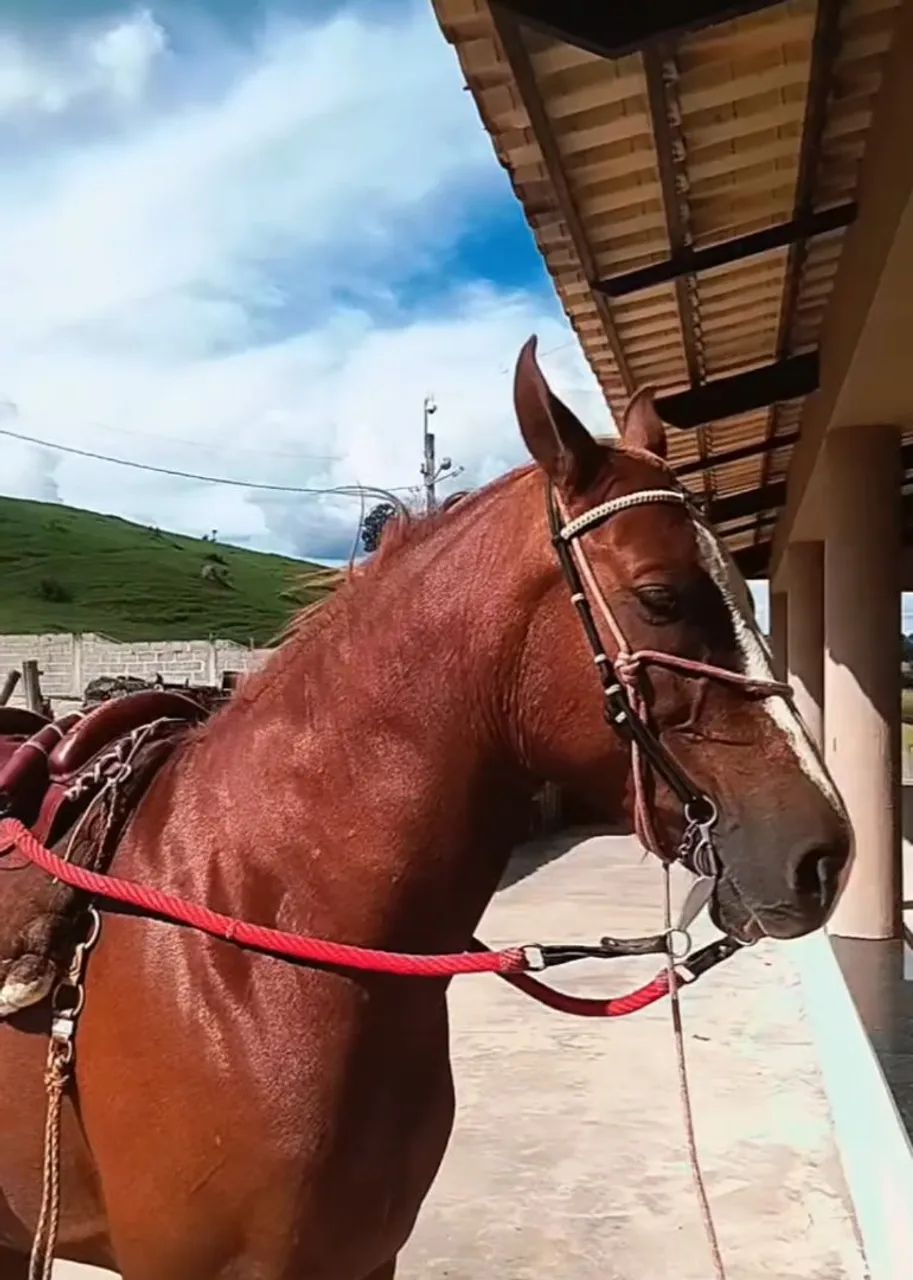 Cavalo Mangalarga Marchador P - Foto 5