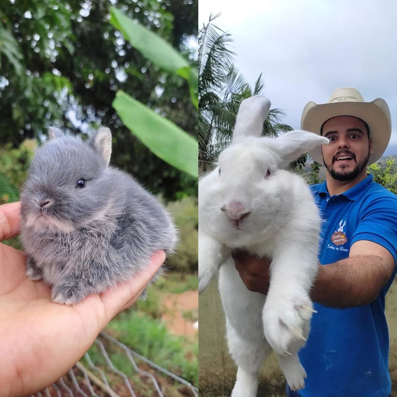MENOR E MAIOR RACA DE COELHO DE COMPANHIA DO MUNDO (CRIATÓRIO LEGALIZADO)