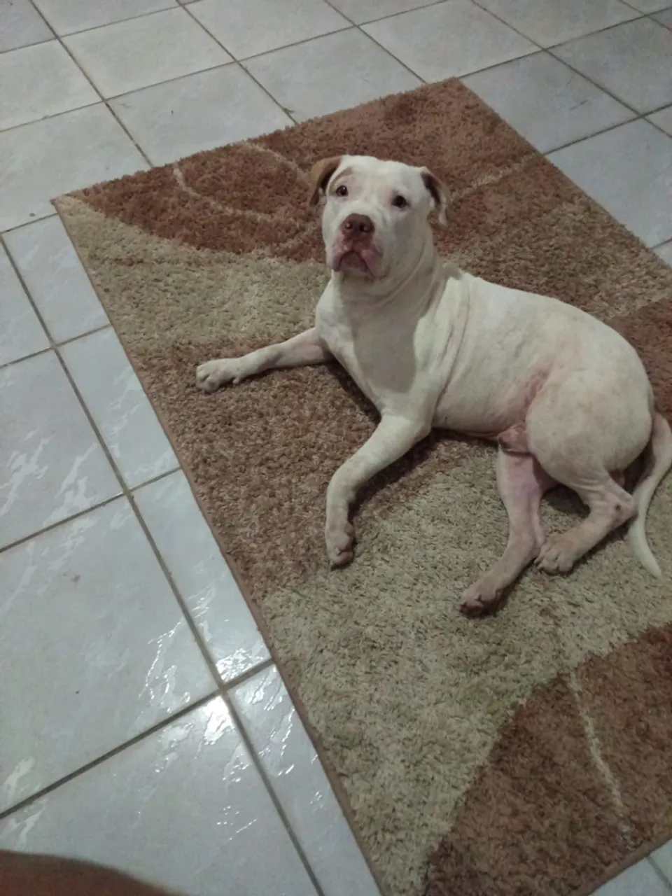 Pitbull branco lindo