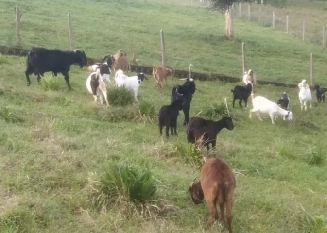 Cabrito Cabra Bode - adultos e filhotes - Varias opções - 28,00 o kg - Foto 2