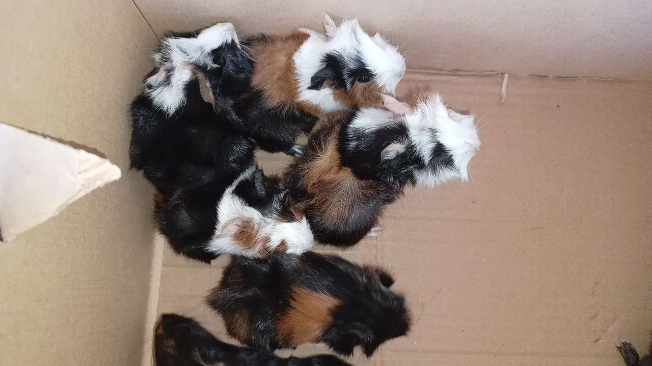 Coelho Anão Netlandw e normais - Foto 5