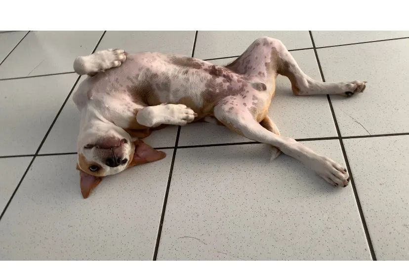 Filhote de Pitbull - Foto 2