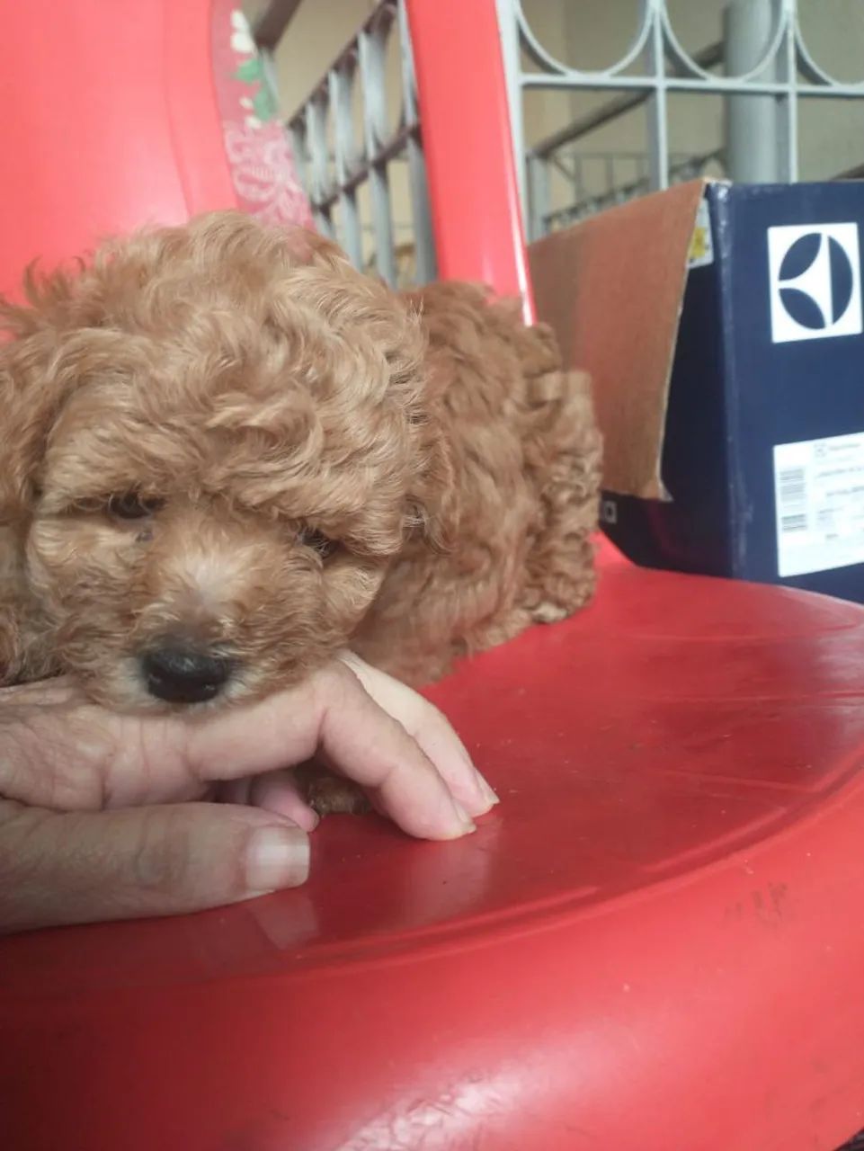 Poodle caramelo macho - Foto 2