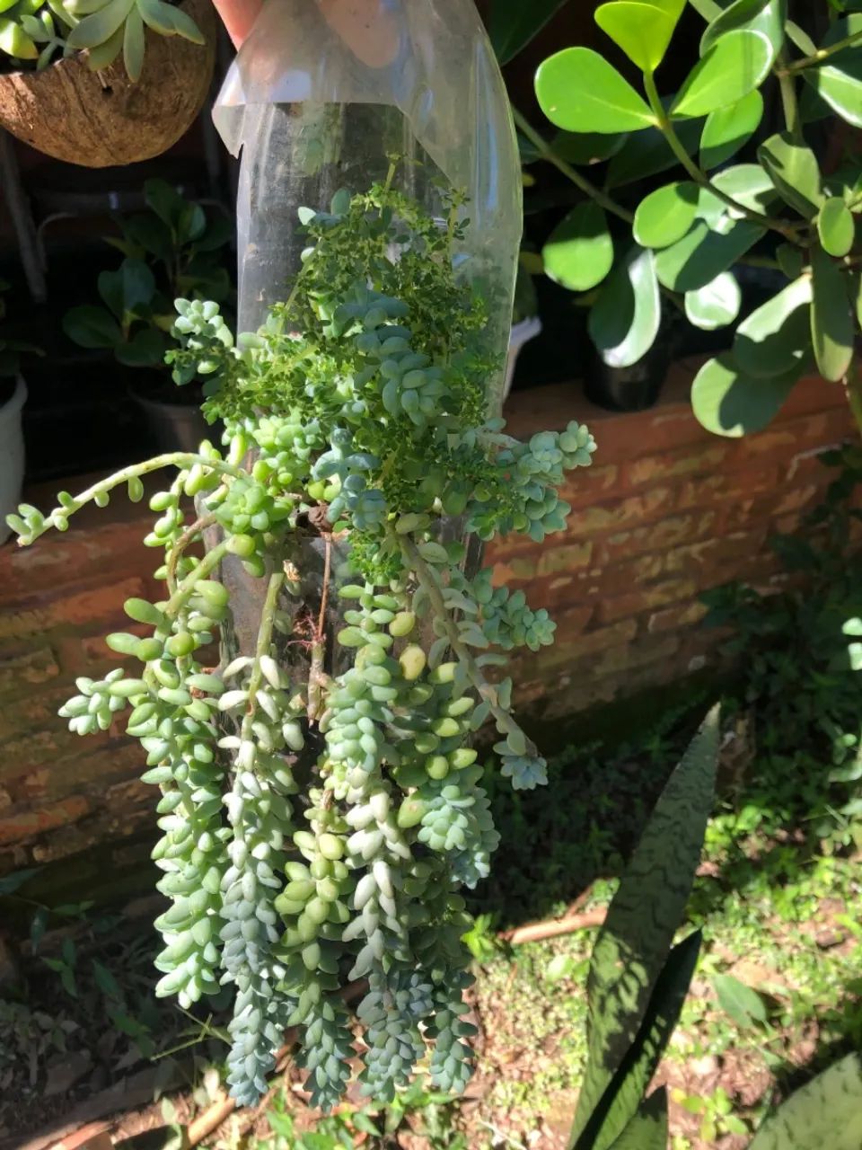 Planta suculenta pendente Rabo de Burro - Foto 3