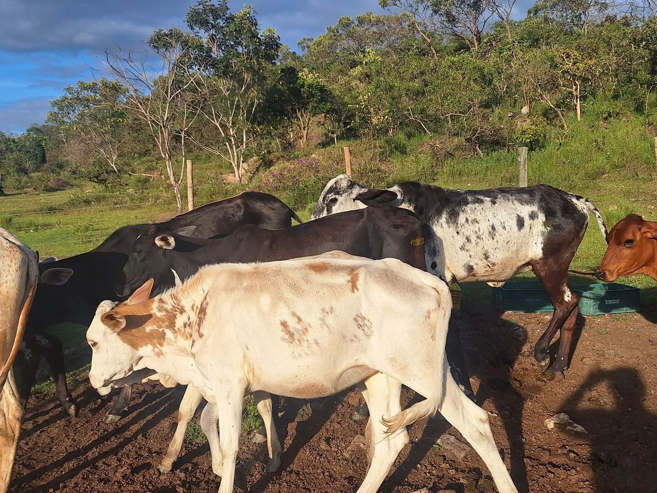 Vende-se um lote de gado  - Foto 3