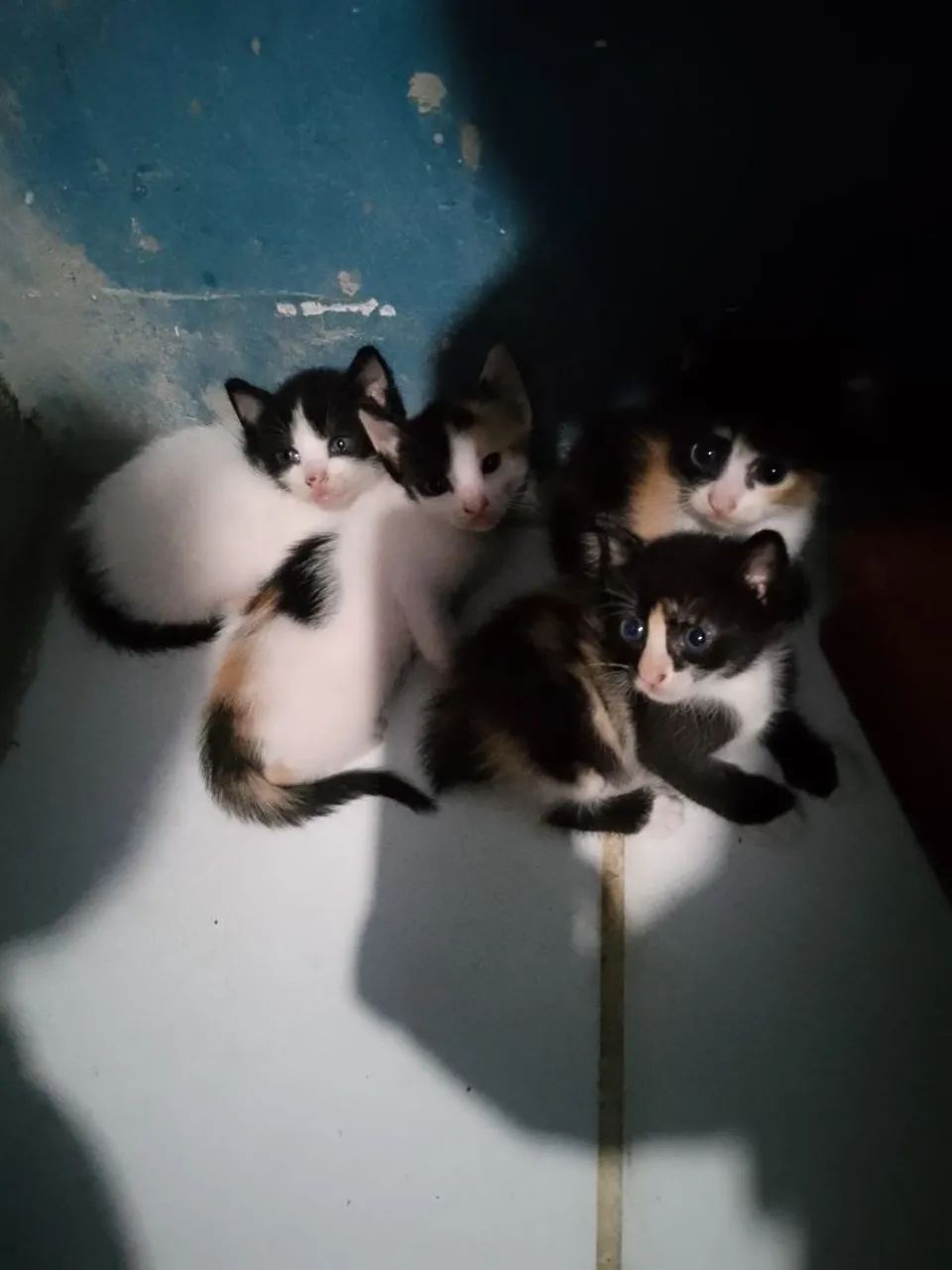 Doação de gatinhos - Foto 3