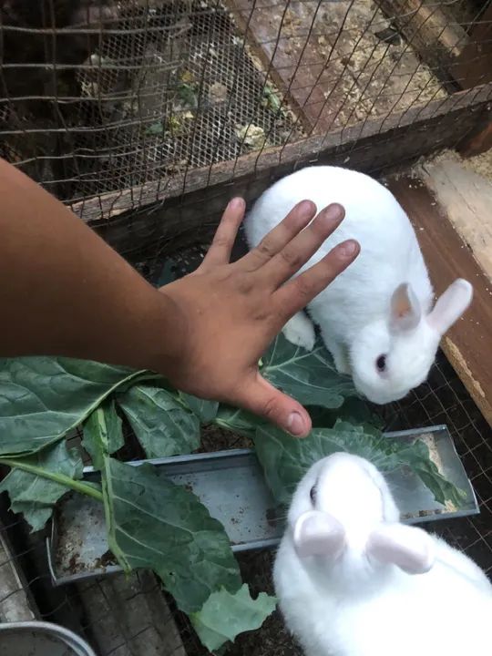 Casal mini coelho netherland  - Foto 3