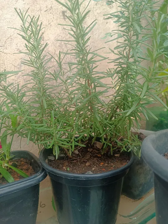 Mudas de Alecrim em vaso