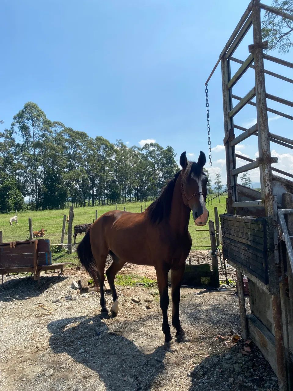 Cavalo mangalarga  - Foto 3