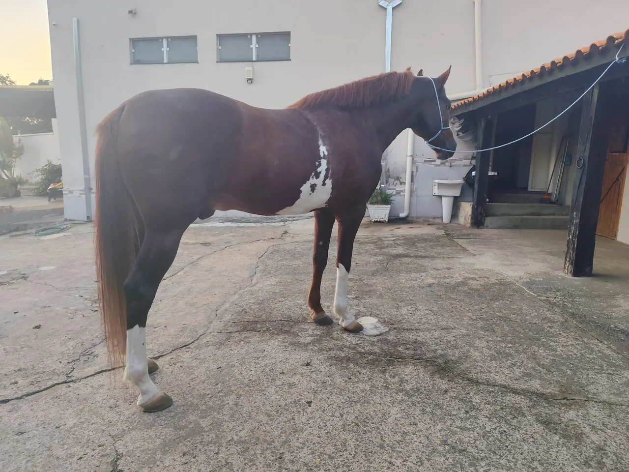 Garanhão Mangalarga - Registradoo