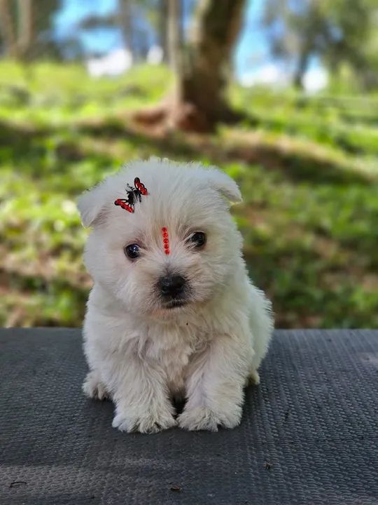 West Highland White Terrier