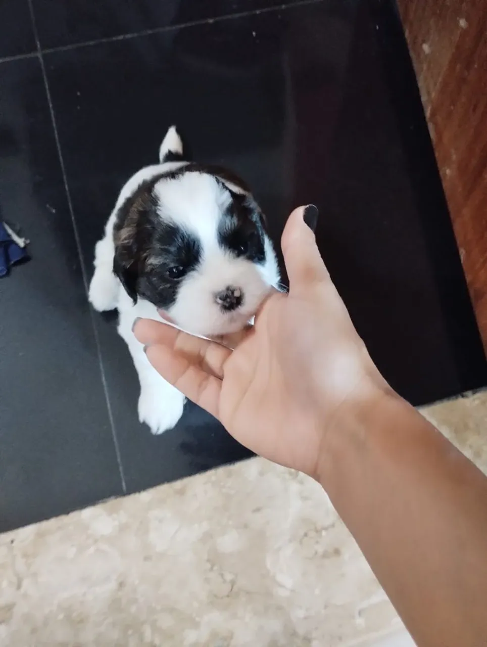 vendo filhote de shih Tzu