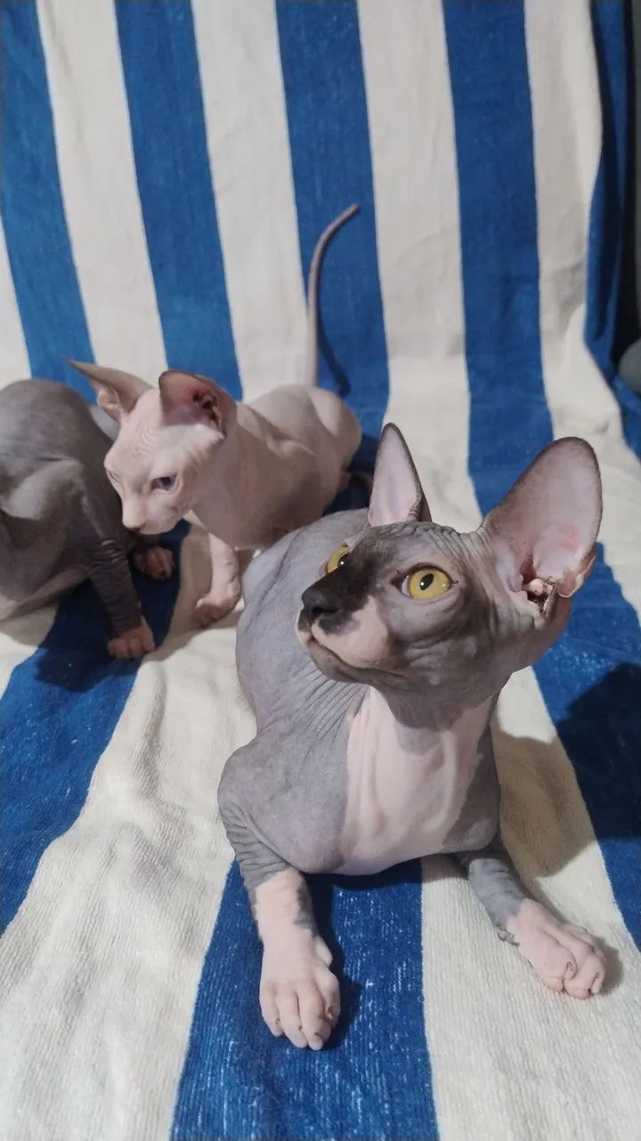 Sphynx 5 meses - Foto 6