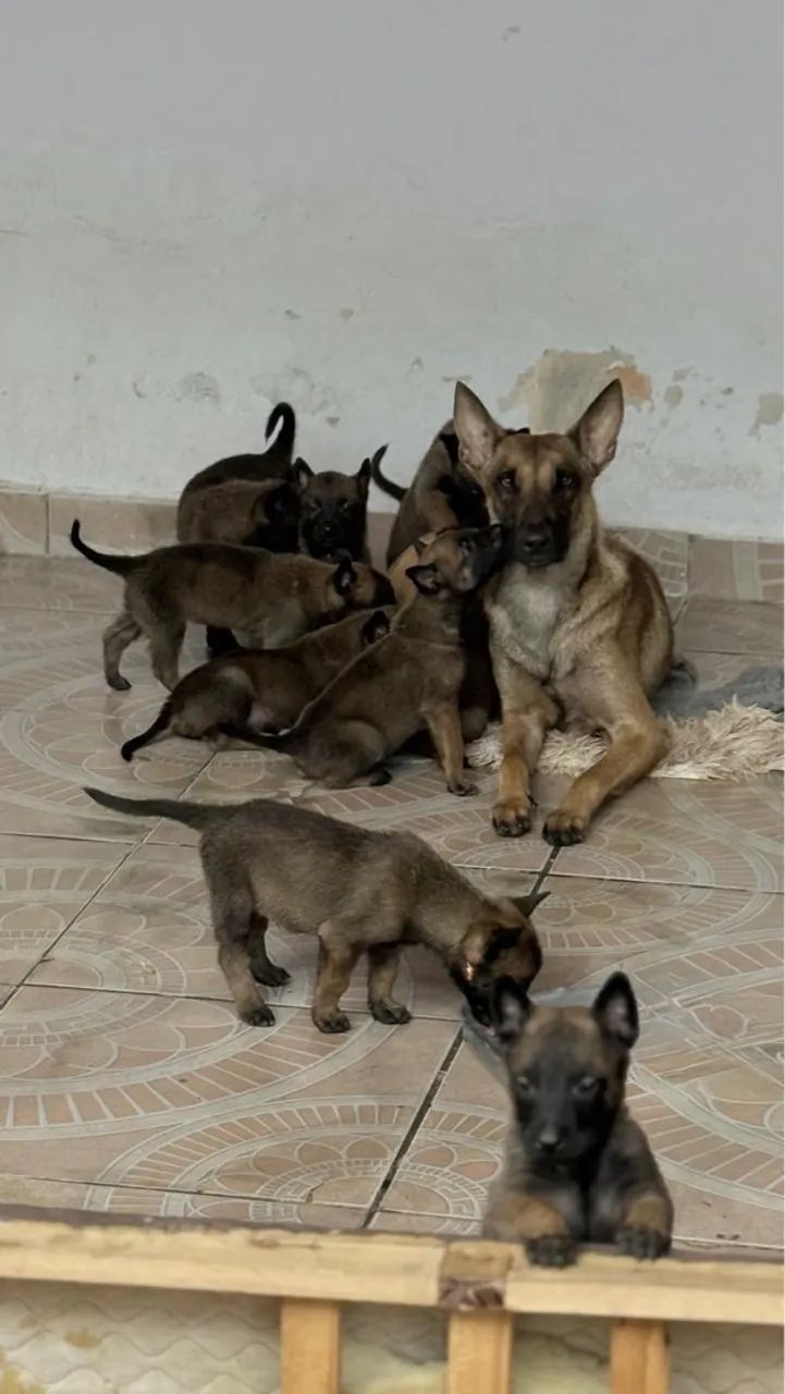 Pastor Belga Malinois  - Foto 4