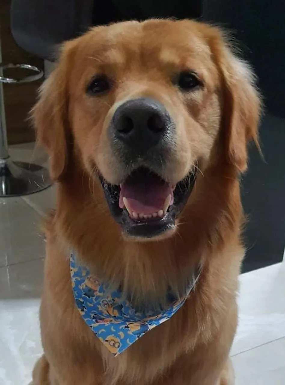 Golden Retriever Procura Namorada!