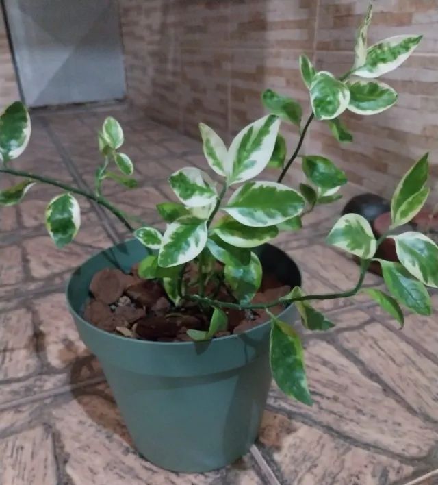 Vaso de Planta + Terra + Planta + Cascalho Artesanal - Foto 2