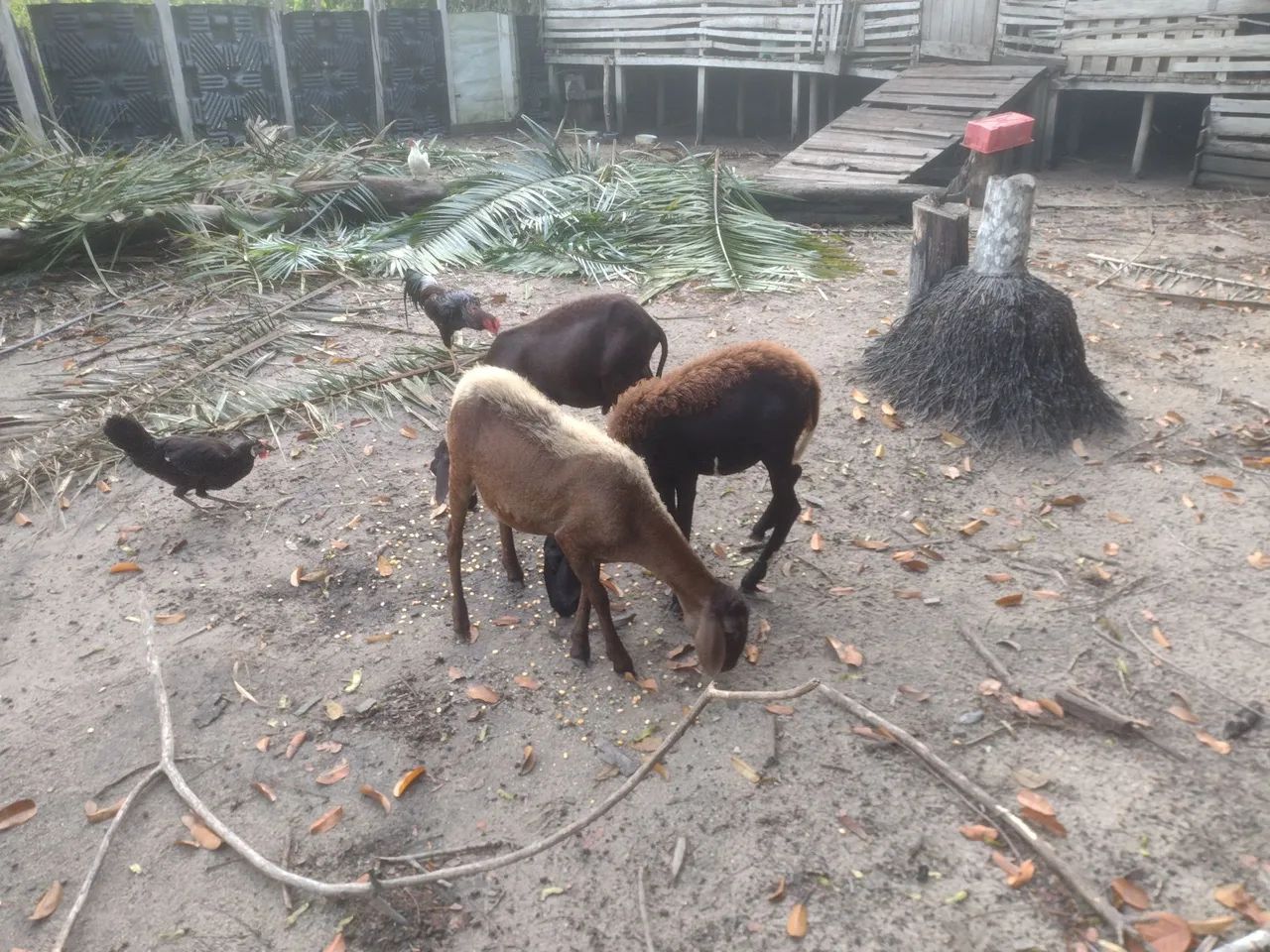 Venda de animais  - Foto 4