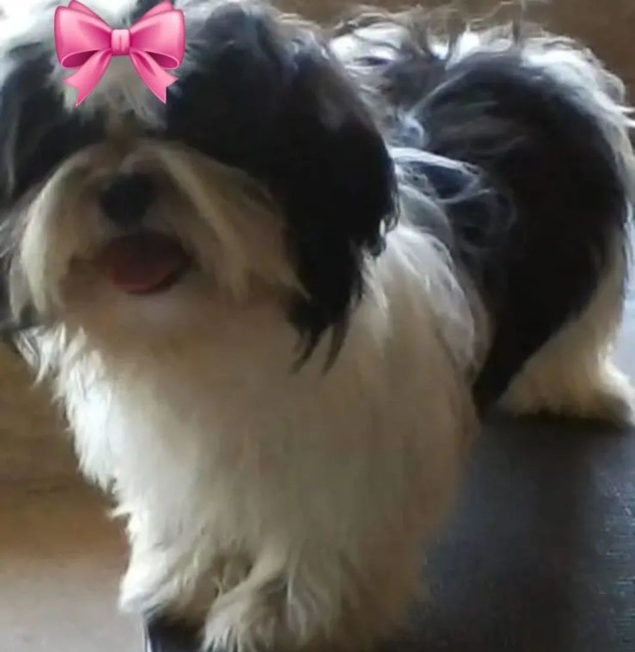 PROMOÇÃO!!! SHIHTZU FÊMEA ADULTA 100%  LEGÍTIMA RAÇA PURA  - Foto 2