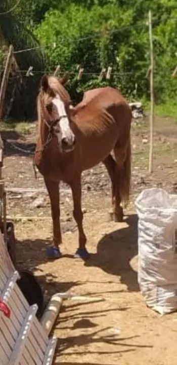 Cavalo castanho para venda - Foto 2