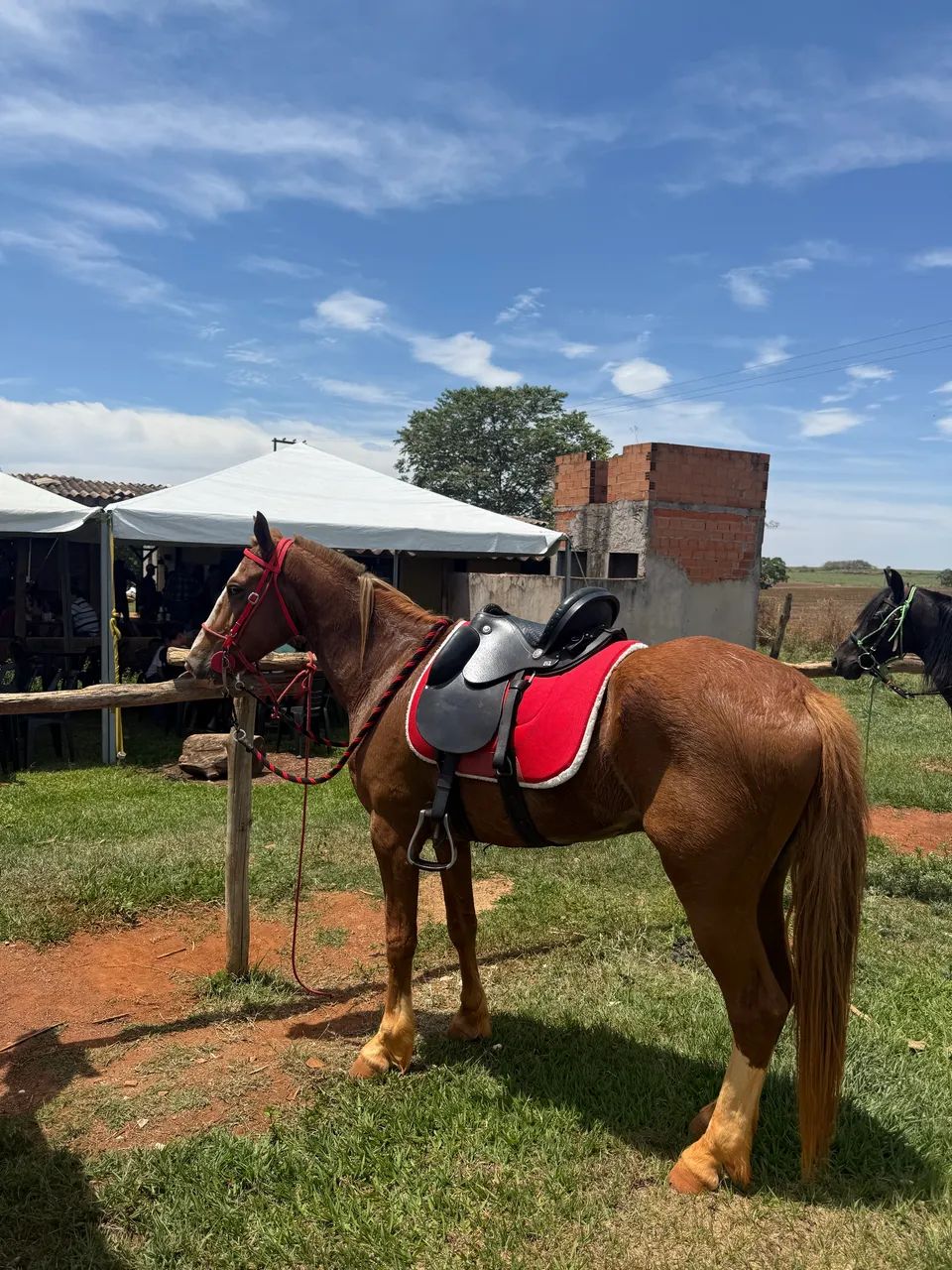 Cavalo mangalarga paulista  - Foto 4