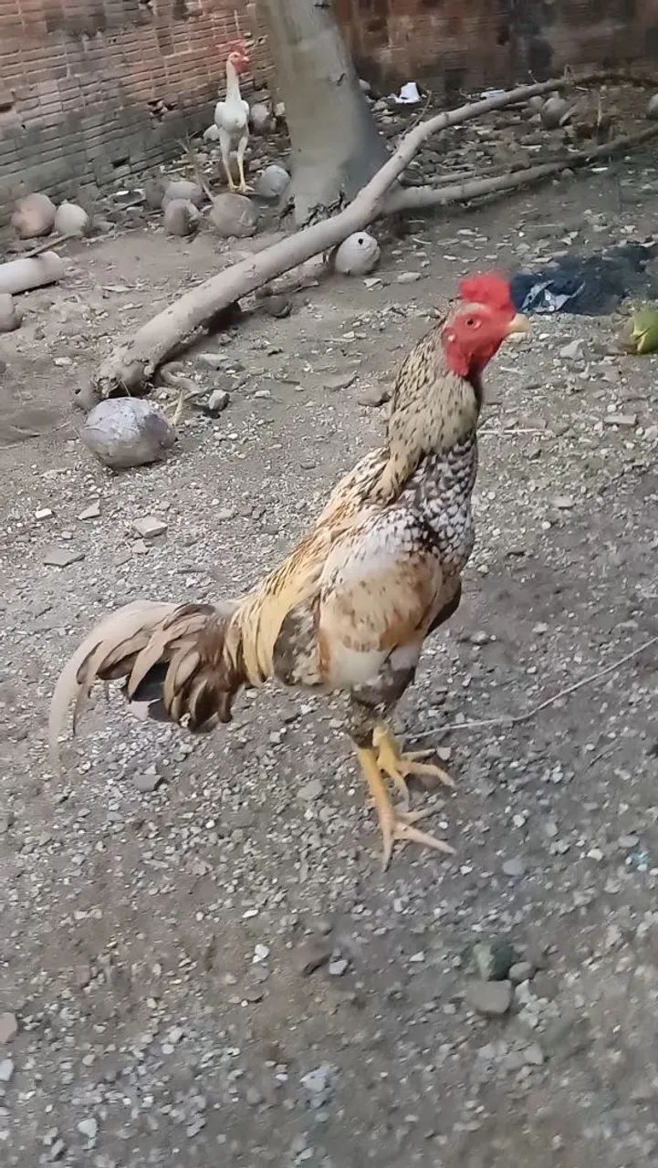 Galo de raça - Foto 2