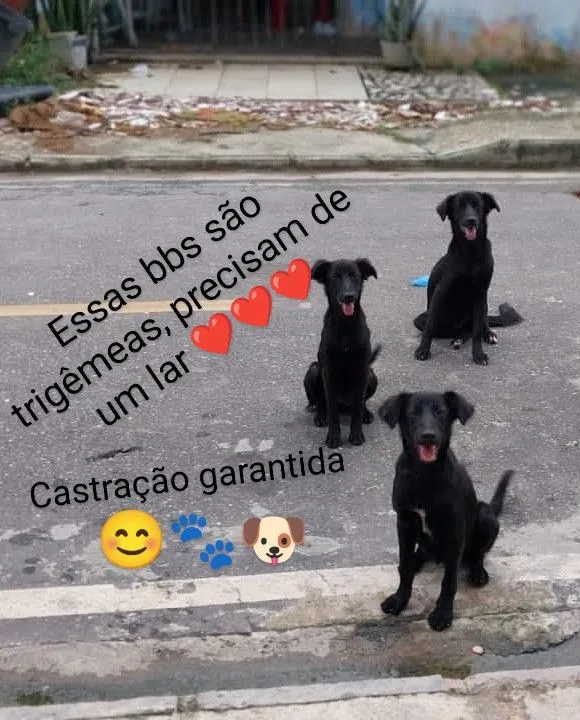 Trigêmeas precisando de um lar!