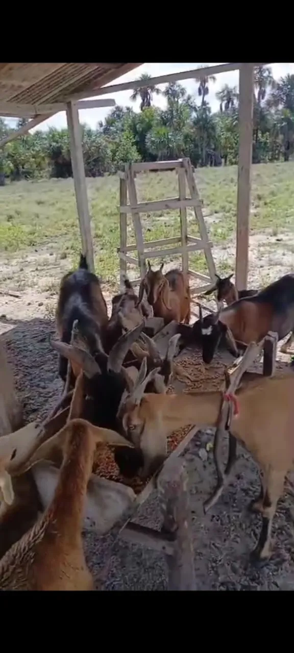 Bode,cabras e carneira