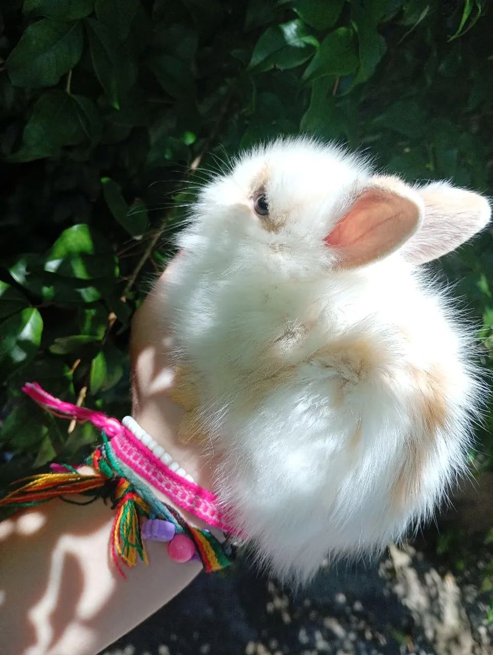 Filhotes fêmea de coelho mini lion - Foto 5