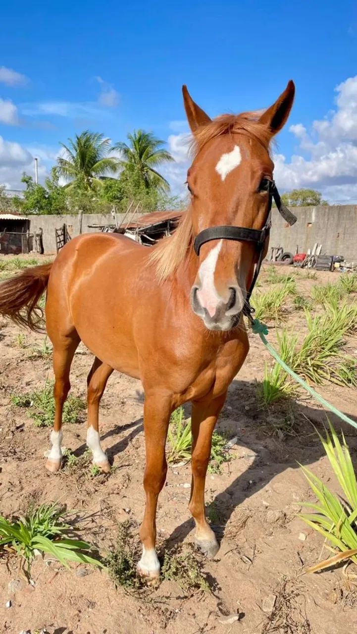 Vende-se ou Troca Potro! - Foto 5