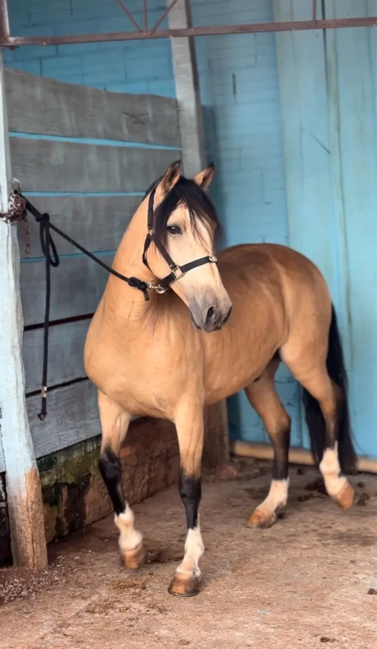 Cavalo crioulo puro troco por moto