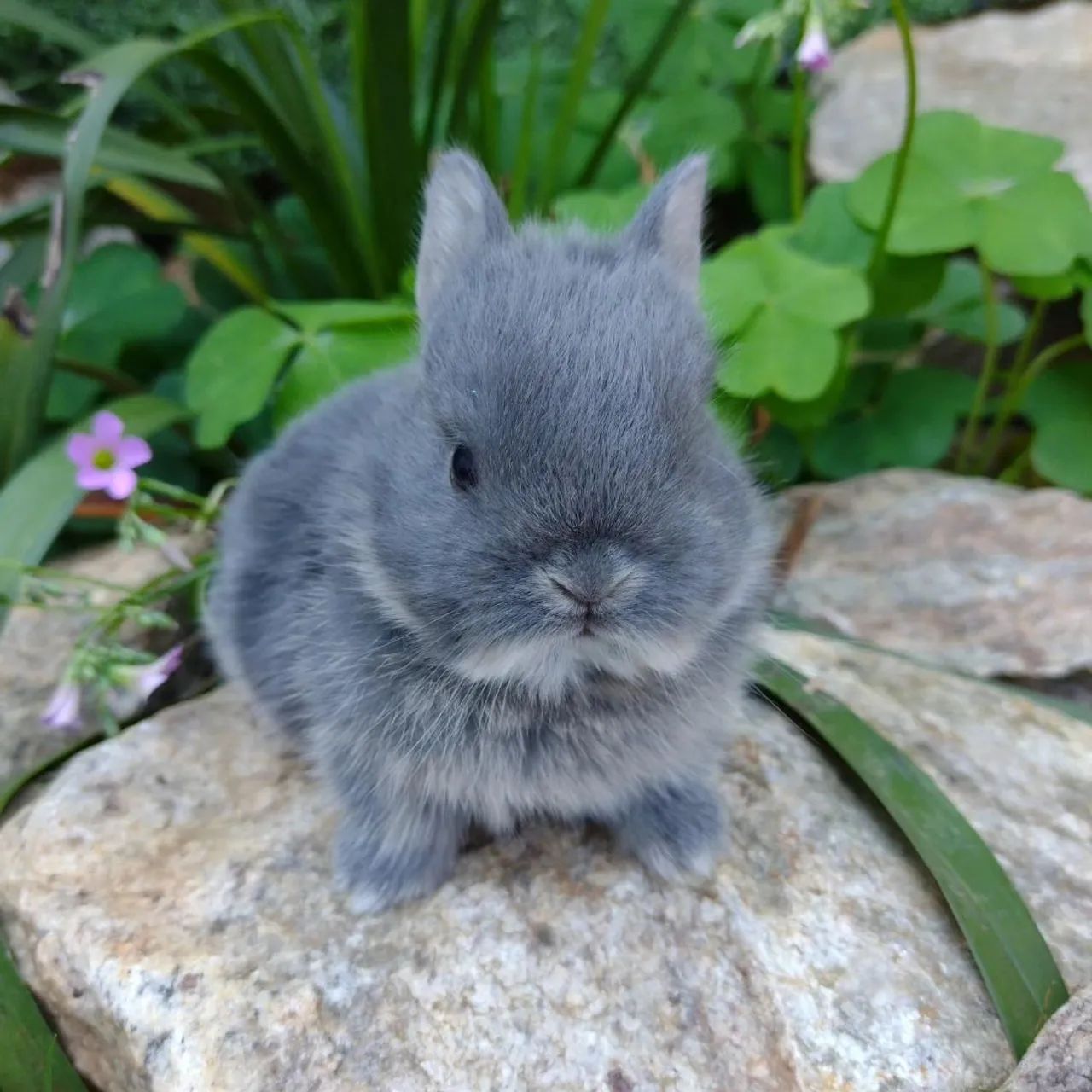 Coelho Netherland dwarf linhagem importada  - Foto 5