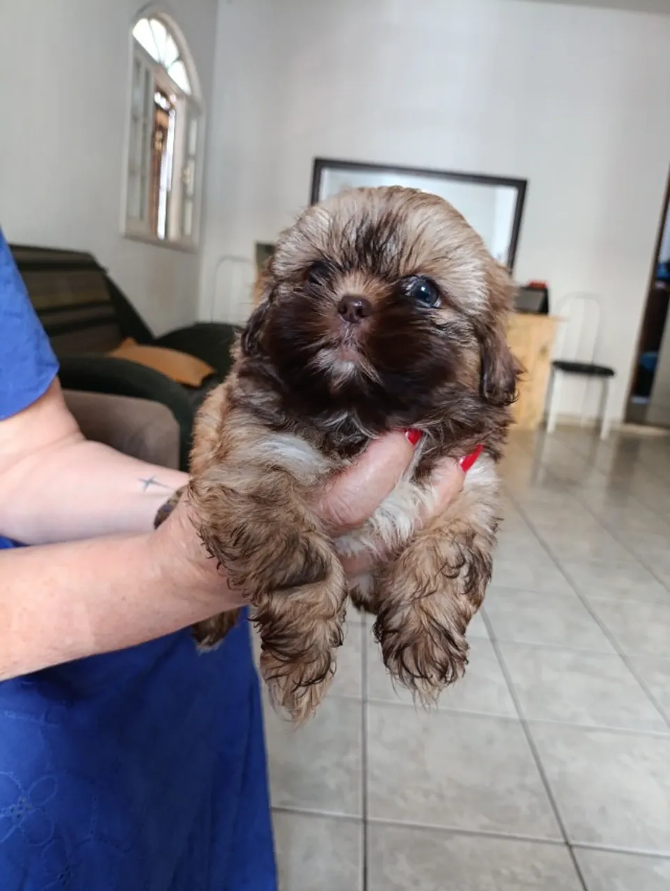 Filhotes Shihtzu 