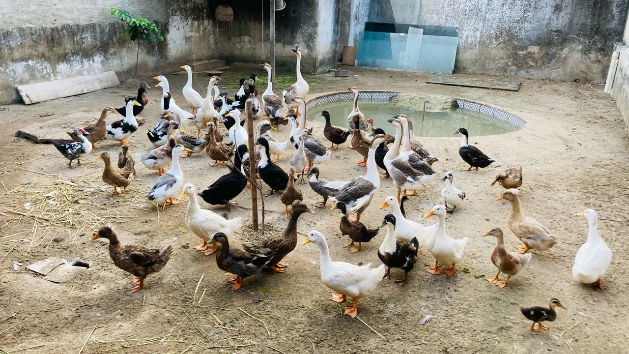 Pato Marreco Pompom (Casal) - Foto 4