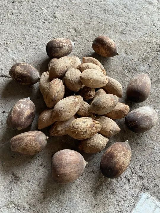 Máquina de processamento integral de coco babaçu Babafé - Foto 2