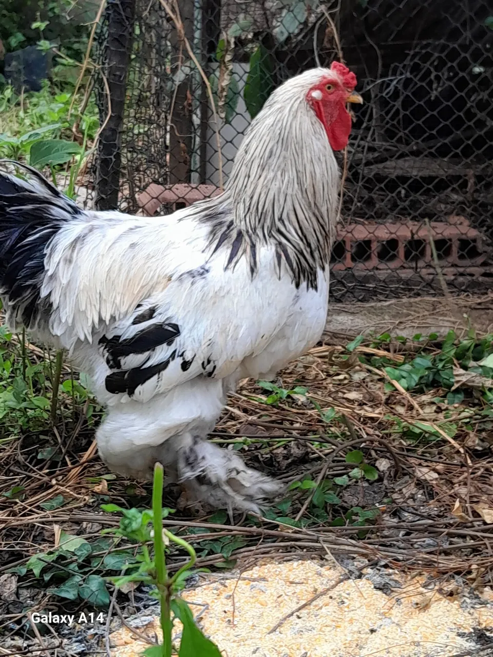 Galo branco e preto Brahma light