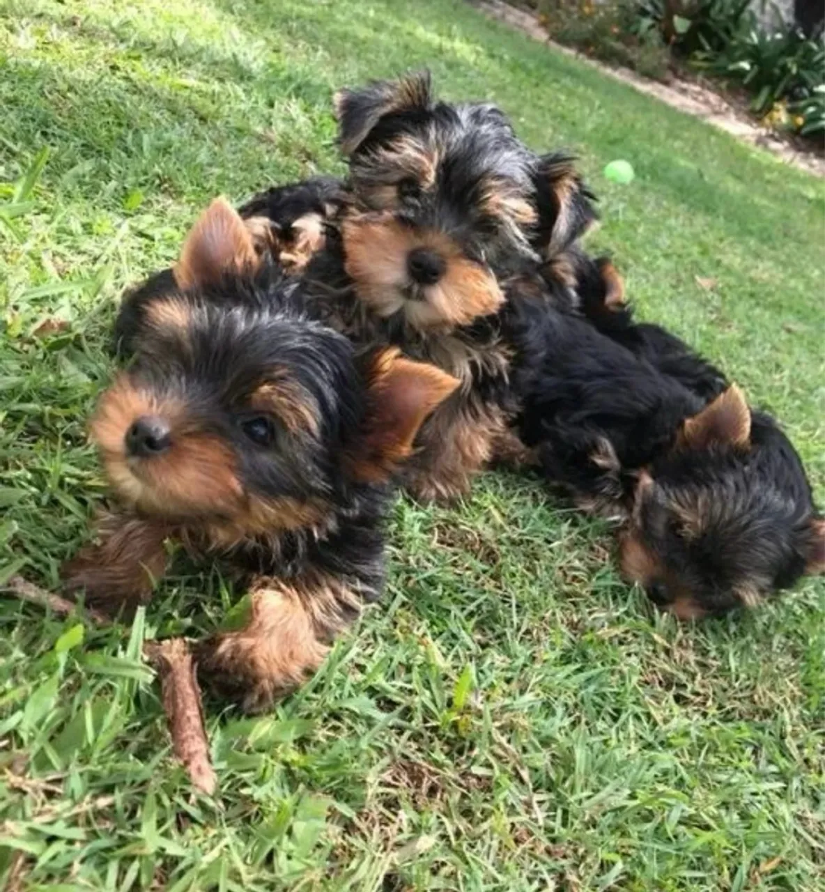 Yorkshire carinho e proteção é o que ele quer