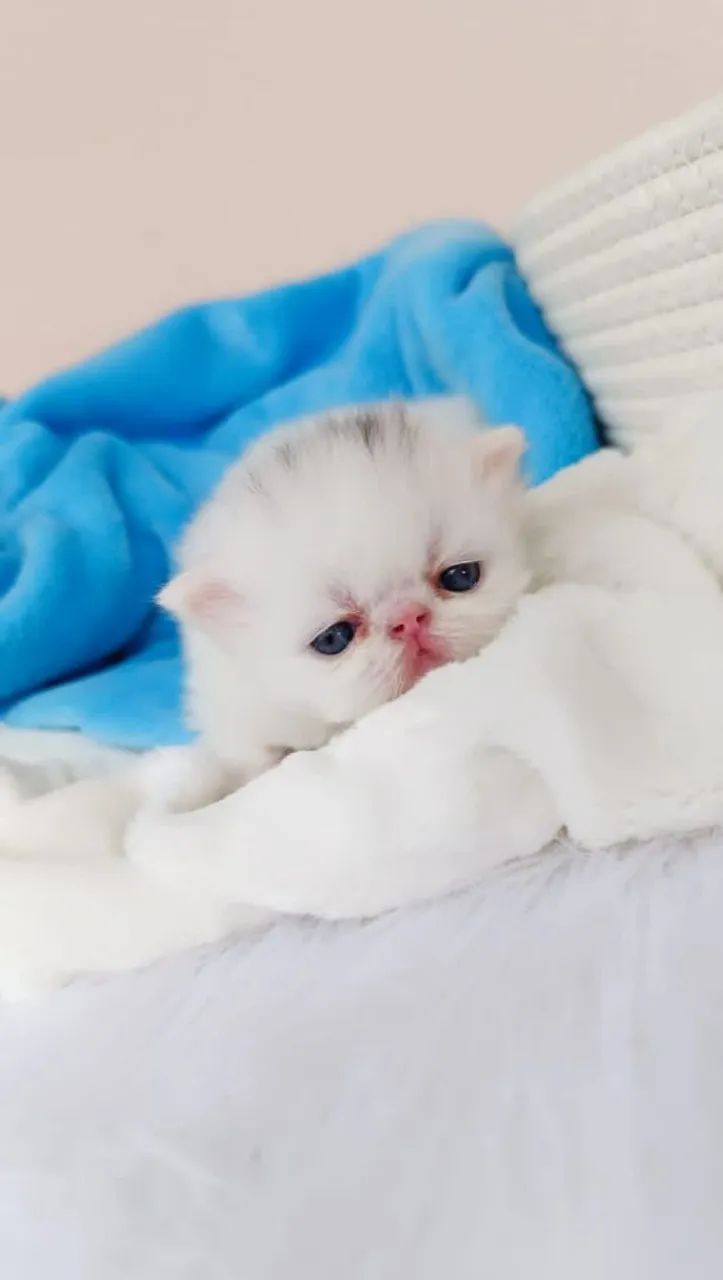 PERSA SUPER  SHOW - Foto 3