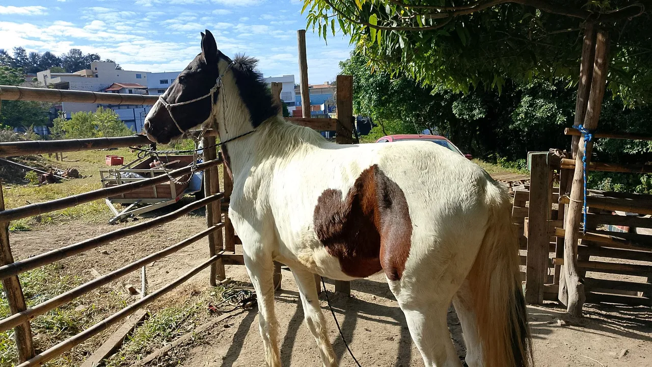 Cavalo Pampa à venda