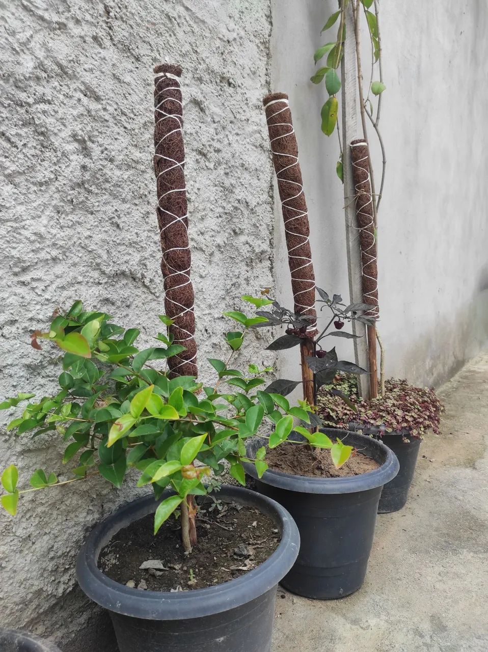 TUTOR PARA PLANTAS  - Foto 5