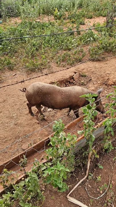 Porcas Basset e Comum - Foto 5