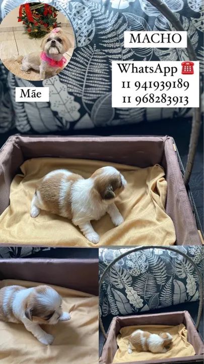 Filhotes Shih Tzu - Lindos e Carinhosos