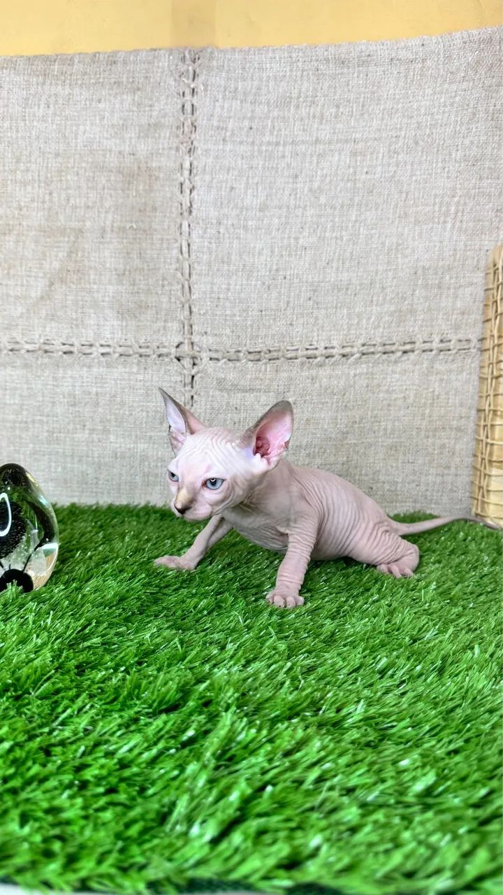 Filhote de gato raça Sphynx - genética de campeões  - Foto 2