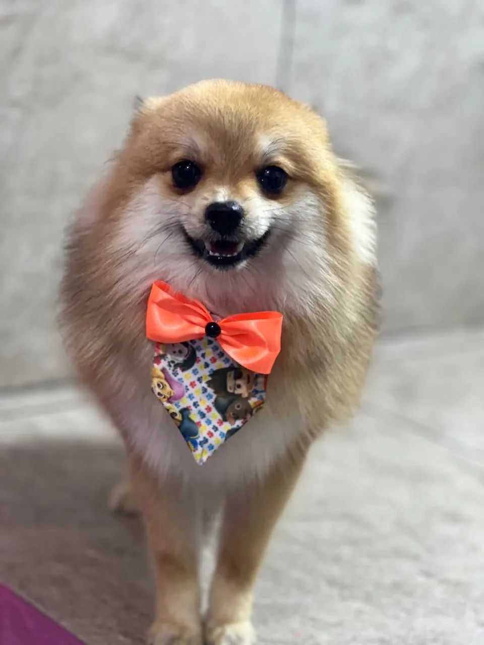 Spit Alemão macho com 7 meses  - Foto 6