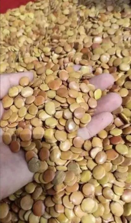 Sementes de Gliricidia 