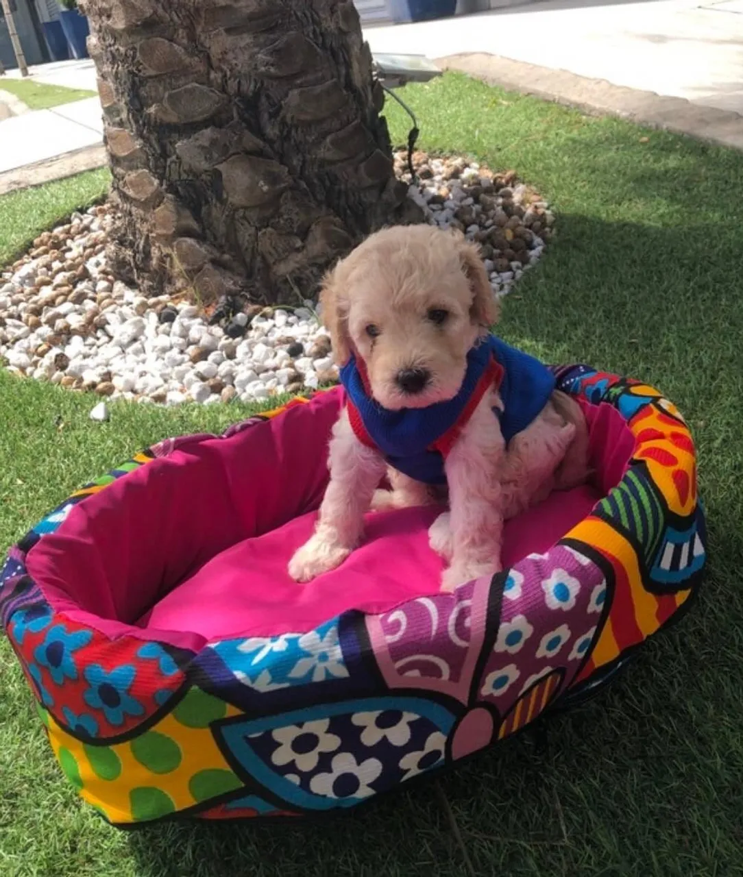 Poodle toy machinho zap (85)99990.2592