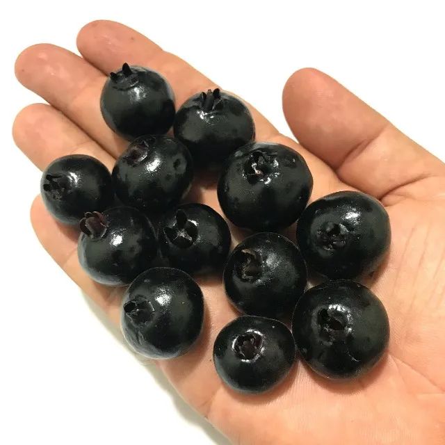 Mudas de Grumixama Anã (Eugenia itaguahiensis)