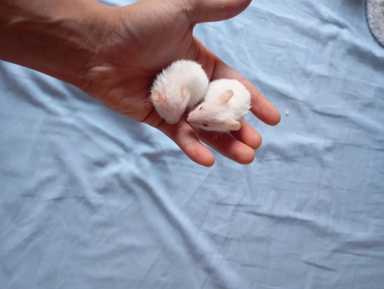 Hamster vendas - Foto 3