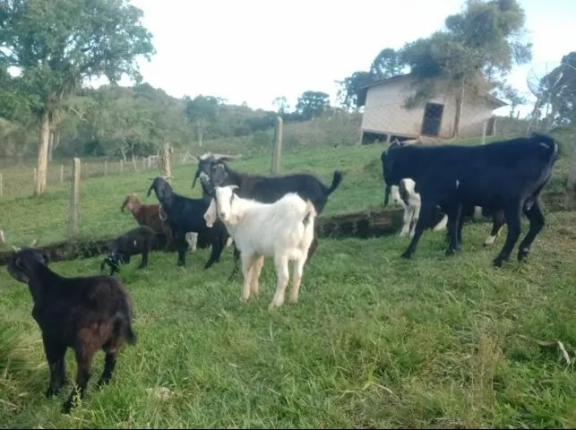 Cabrito Cabra Bode - adultos e filhotes - Varias opções - 28,00 o kg - Foto 6